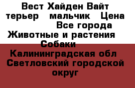 Вест Хайден Вайт терьер - мальчик › Цена ­ 35 000 - Все города Животные и растения » Собаки   . Калининградская обл.,Светловский городской округ 